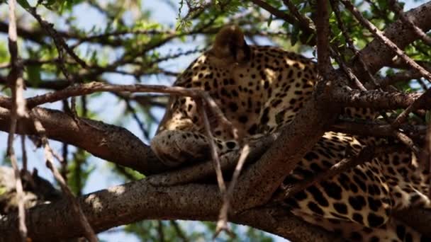A large leopard laying in a tall luscious tree. — Stock Video