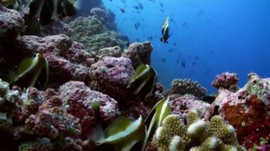 Resifteki deniz çorbasında renkli balık sürüsü..