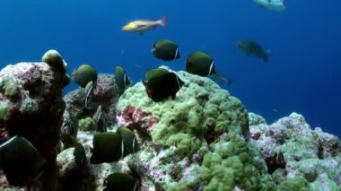 Resifteki deniz çorbasında renkli balık sürüsü..