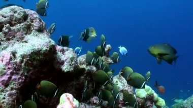 Resifteki deniz çorbasında renkli balık sürüsü..