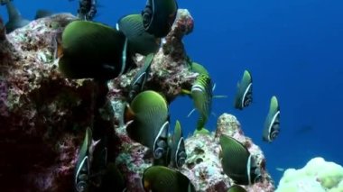 Resifteki deniz çorbasında renkli balık sürüsü..