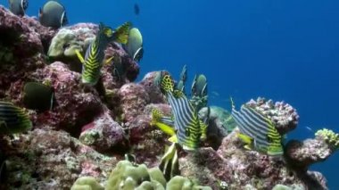 Resifteki deniz çorbasında renkli balık sürüsü..