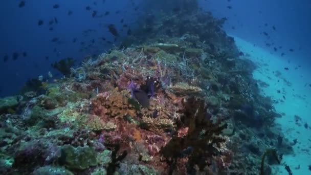 Escuela de peces tropicales en arrecife en busca de comida. — Vídeos de Stock