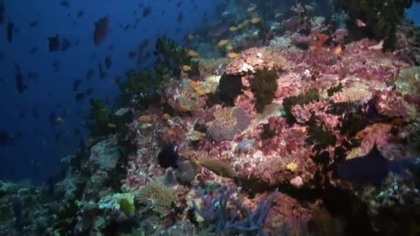 Escuela de peces tropicales en arrecife en busca de comida. — Vídeos de Stock