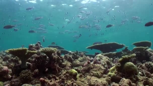 A korallzátony víz alatti tájképe. Maldív-szigetek. — Stock videók