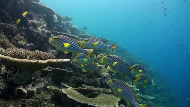 Paisaje submarino de arrecife de coral. Maldivas. — Vídeos de Stock