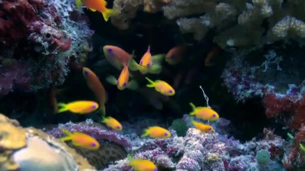 Escuela bandada de peces de colores en la sopa de mar en el arrecife. — Vídeos de Stock