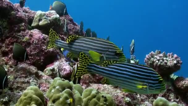 Szkolne stado kolorowych ryb w zupie morskiej na rafie. — Wideo stockowe