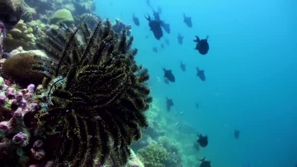 Gregge scolastico di pesci colorati in zuppa di mare sulla barriera corallina. — Video Stock