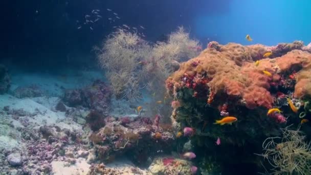 Paisaje submarino de arrecife de coral. Maldivas. — Vídeos de Stock