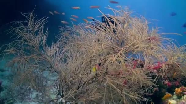大堡礁上的海汤里有成群五彩斑斓的鱼. — 图库视频影像