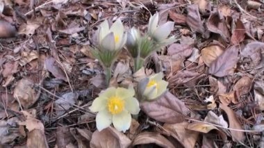 Rusya 'nın Sibirya Dağı' ndaki nehir kıyısında çiçekler ve bitkiler.