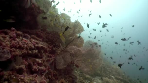 Aguja de flauta sutil pez largo bajo el agua sobre fondo del fondo marino en Maldivas. — Vídeo de stock