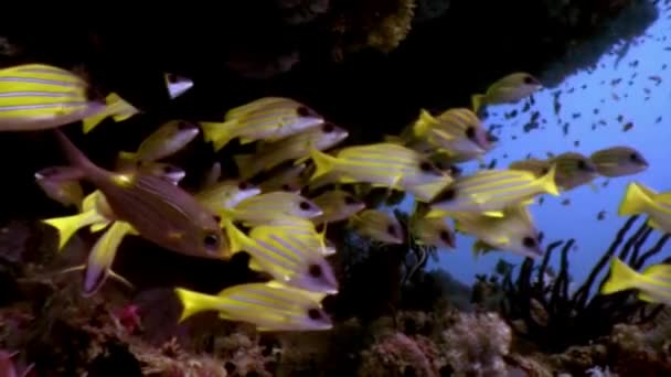 Escuela de peces amarillos rayados bajo el agua sobre el fondo del fondo marino en Maldivas. — Vídeo de stock