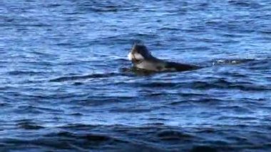 Bir hayvan fok, deniz dalgalarında suyun yüzeyinde yüzer..