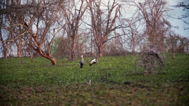 Δύο Kenyan Crown-Cranes στέκονται στο δάσος της Κένυας — Αρχείο Βίντεο