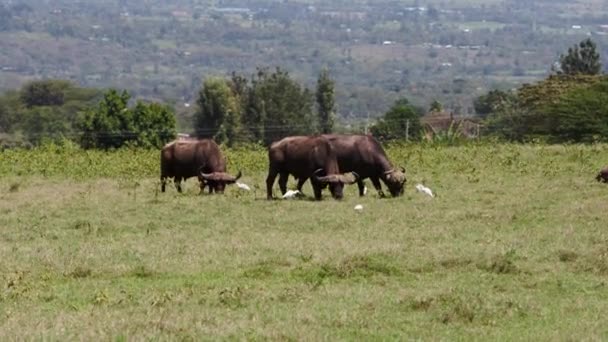 Afrikansk buffel äta gräs bredvid en vit fågel — Stockvideo