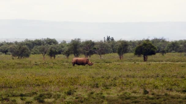 Un rhinocéros se promène avec des oiseaux sur le dos. — Video