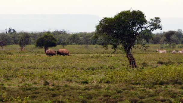 Un rinoceronte se ne va in giro con gli uccelli sulla schiena. — Video Stock