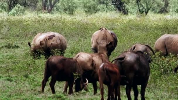 A rhino is walking around with birds on its back. — Stock Video