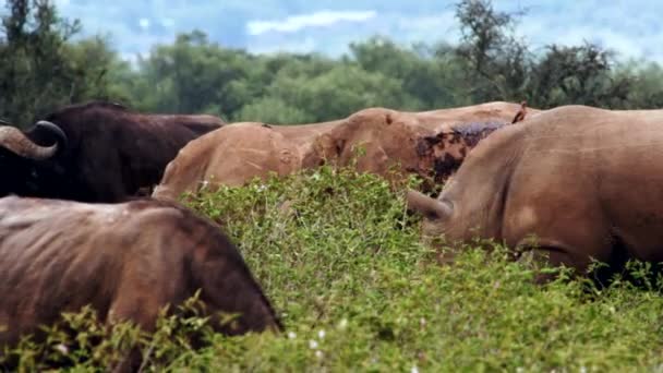 Un rinoceronte anda por ahí con pájaros en la espalda. — Vídeo de stock