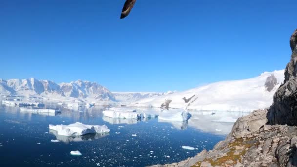 Ein Vogel fliegt über ein antarktisches Bergpanorama. — Stockvideo