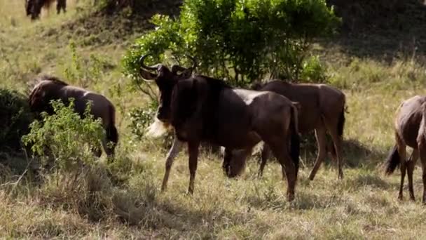Grupa afrykańskich bawołów jedzących trawę. — Wideo stockowe