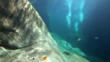 İsviçre 'deki Verzaska dağ nehrinin sualtı dalgıcı taşları biler.