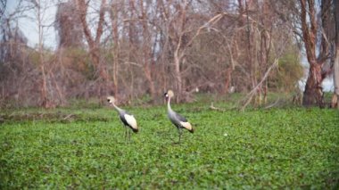 Bir Kenya Crown-Crane çiftleşme dansı yapıyor.