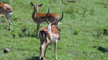 Bir ceylan bozkırda yürüyor