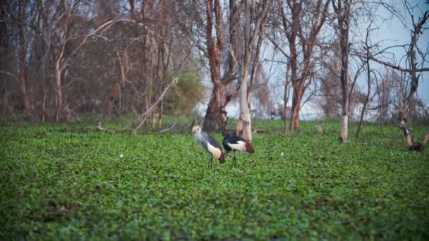 Ein kenianischer Kronenkran führt einen Paarungstanz auf — Stockvideo