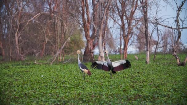 Kenijski Crown-Crane wykonujący taniec godowy — Wideo stockowe