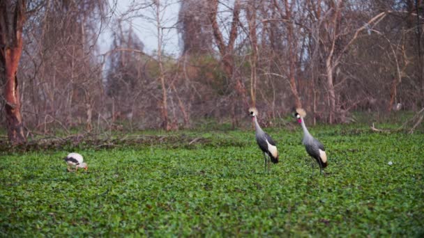 Twee Keniaanse Kroonkraanvogels in het Keniaanse woud — Stockvideo