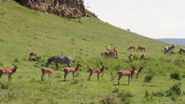 Una gacela caminando a través de una sabana — Vídeos de Stock