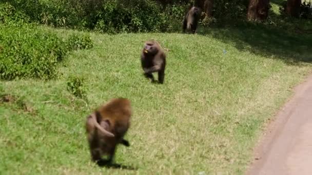 A baboon is running with a banana in his mouth — Stock video