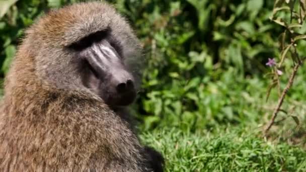 Baboon is chewing against the background of trees. — Stock Video