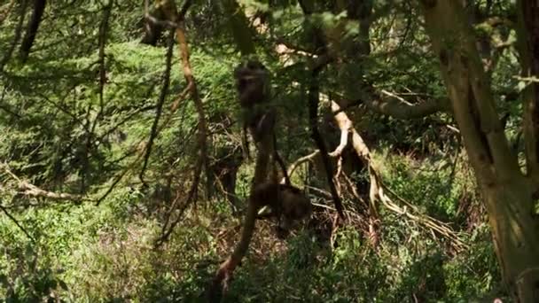 Monkey is climbing in the branches of a tall tree — Stockvideo