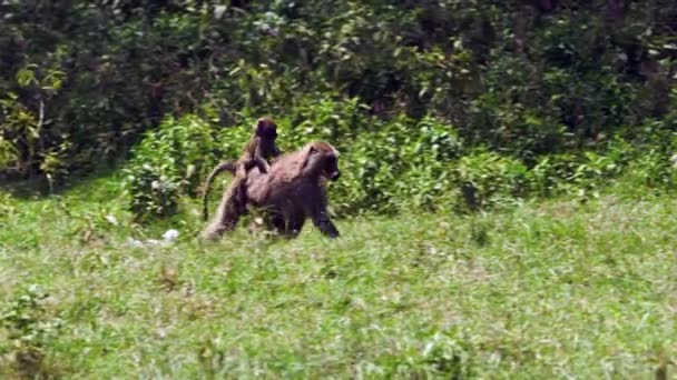 Affen sitzen auf einem afrikanischen Feld herum — Stockvideo