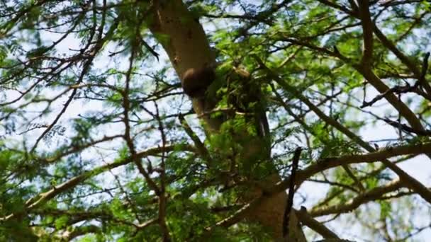 A monkey is going through a second monkeys fur — Stock Video