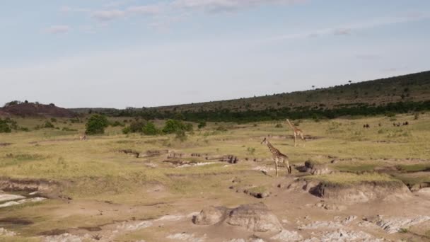 Jirafas pastando y bebiendo en un parque nacional. — Vídeos de Stock