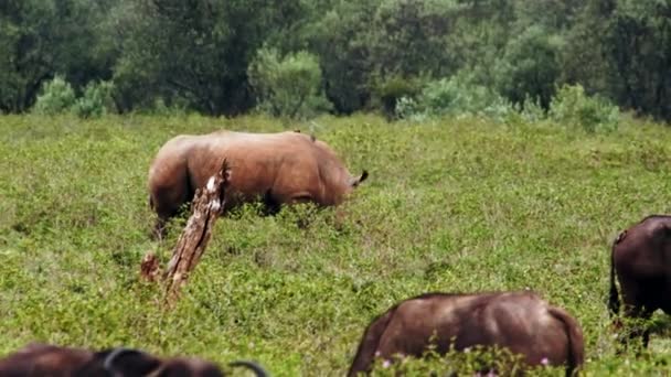 Ein Nashorn läuft mit Vögeln auf dem Rücken herum. — Stockvideo