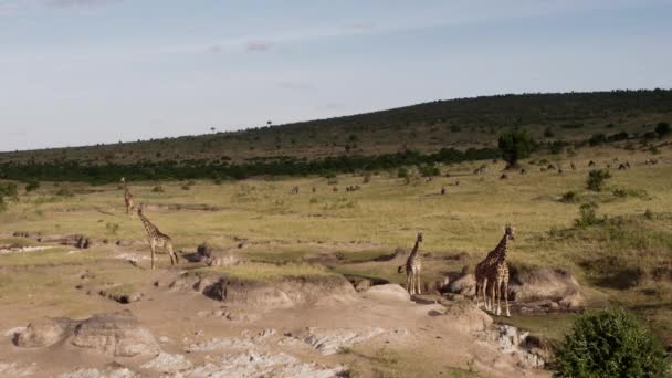 Жирафи пасуть і п'ють в національному парку . — стокове відео