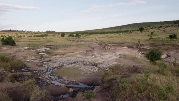 Jirafas pastando y bebiendo en un parque nacional. — Vídeos de Stock