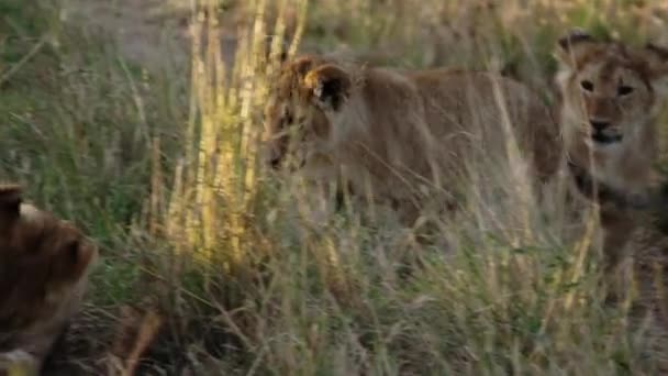 Een jonge leeuwin liggend tussen hoog gras. — Stockvideo