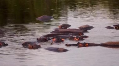 Sırtında kuşlar olan bir grup su aygırı..