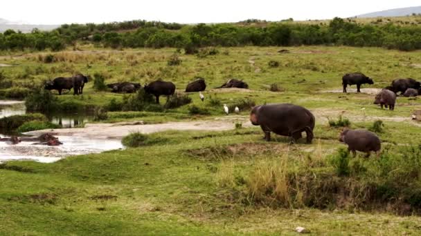Un gruppo di ippopotami e bufali in giro. — Video Stock