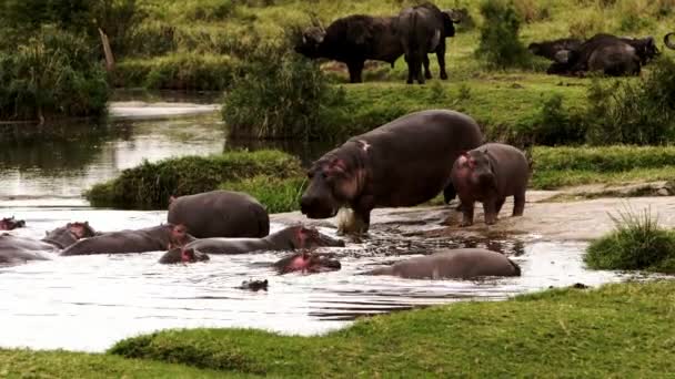 Un gruppo di ippopotami e bufali in giro. — Video Stock