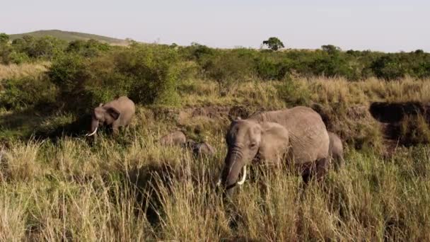 Un groupe d'éléphants marchant à travers les arbres. — Video