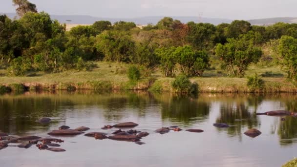 Un grupo de hipopótamos con pájaros en la espalda. — Vídeos de Stock