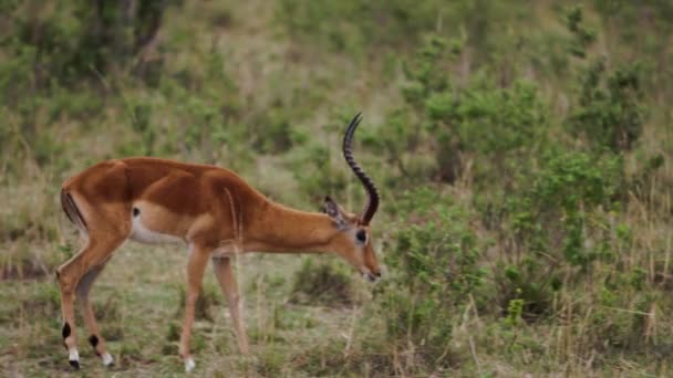 Una gazzella che cammina attraverso una savana — Video Stock